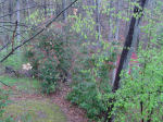 Rainy back yard view,  Falmouth, VA