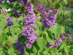 Lilacs, front garden,  Falmouth, VA