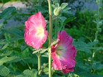 hollyhocks, front garden, home, falmouth, Virginia, US