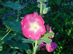 hollyhocks with bee, front garden, home, falmouth, Virginia, US