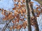 Beech Leaves in Winter, at home, Falmouth VA