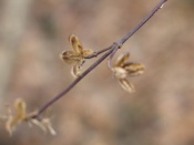 seed pods winter, falmouth, va