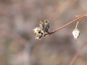 seed pods, winter, falmouth, va