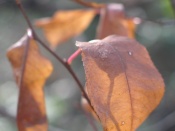 leaves, winter, falmouth, va