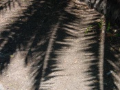 Palm shadows, Italy