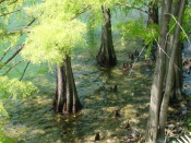 Water trees and  Shadows 