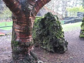 tree & rocks, Portland, OR