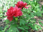 Tree Peony,  backyard garden, home, Falmouth Va