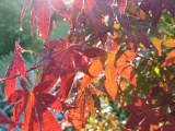 red maple, front garden, at home in falmouth va