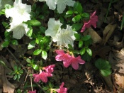 Azaleas back garden, home, Falmouth, VA