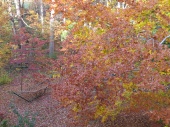 view of backyard in Fall, Falmouth, VA