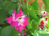 Fancy morning glory in early fall, Home,  Falmouth VA