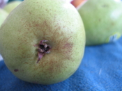 Pear close up, dinning room table, home, Falmouth, Va