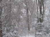 light snow, the back yard, home, Falmouth, Va