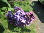 Lilacs in the front garden, home, Falmouth, Va