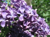 Lilacs in the front garden, home, Falmouth, Va