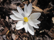  Blood root flowers, garden at home, Falmouth, VA