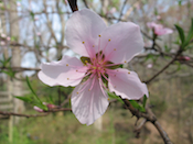 Peach blossoms, garden at home, Falmouth, VA