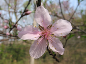  Peach blossom, garden at home, Falmouth, VA