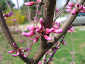  redbud blossoms, garden at home, Falmouth, VA, Spring 2010