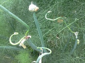 Egyptian onions, front garden,  home Falmouth, Va