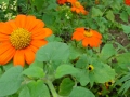 Mexican Sunflowers, front garden, Falmouth, VA, USA