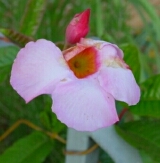 flower, front garden, Falmouth, VA, USA