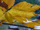 Fall beech leaves, backyard, Falmouth, VA, USA