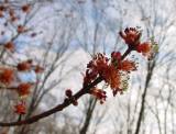 Maple blossoms, back yard,  home, falmouth, va