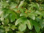 Sassafras leaves, Fredericksburg, Va