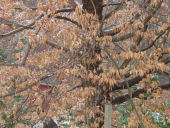 Beech tree at home, Falmouth, VA, USA