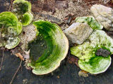 Fungus o trees in the woods, home Falmouth, Va