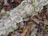 Mushrooms on felled poplar at home, Falmouth, VA, USA