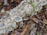 Fungus on trees in the woods, home Falmouth, Va