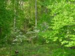 Woods off the screen porch at home, Falmouth, VA, USA