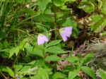 Wild flowers, Spring, Shenandoah National Park, Virginia