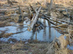 beaver pond in woods, Falmouth, Virginia, US