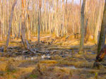 sun-lit woods in winter, Falmouth, Virginia, US