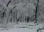 Woods in the snow, Falmouth, VA