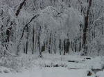 snow in woods in winter, Falmouth, Virginia, US