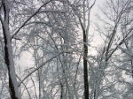Woods in the snow, Falmouth, VA