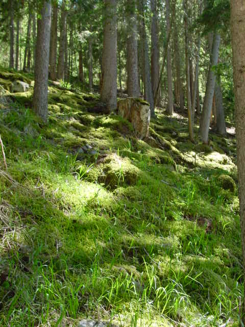 forestMoss.JPG, 6/29/2004